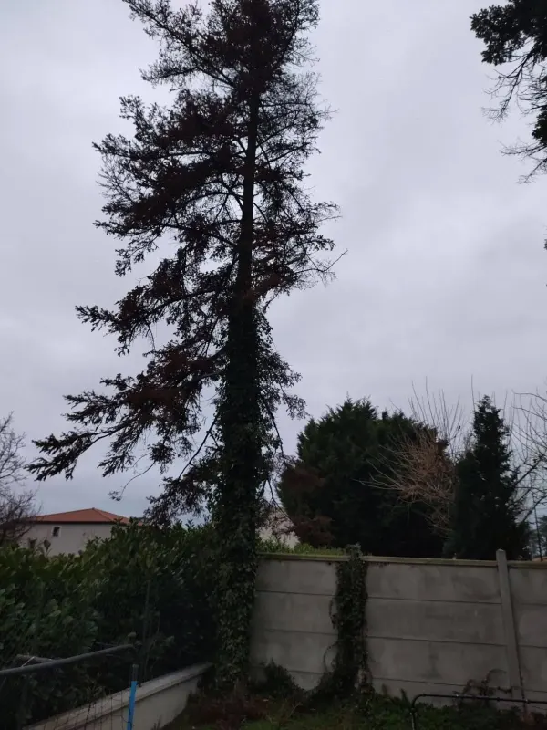 Abattage d’un arbre mort