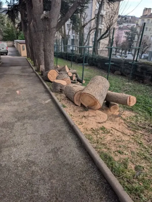 Abattage d’un cèdre mort