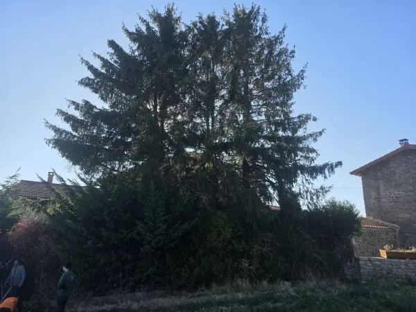 Abattage de trois épicéas en accès contraint