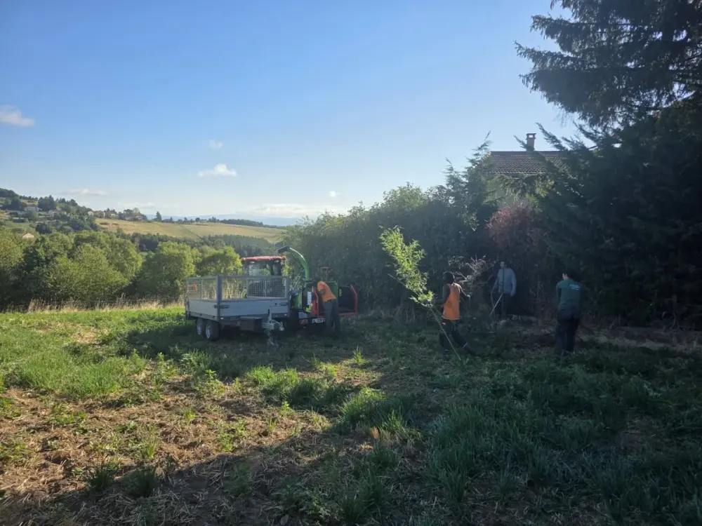 Abattage de trois épicéas en accès contraint — vue 2