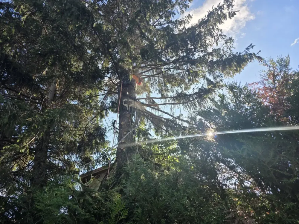 Abattage de trois épicéas en accès contraint — vue 4
