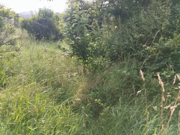 Débroussaillage d’un terrain abandonné depuis plusieurs années
