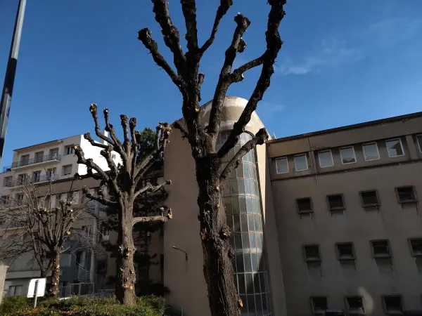 Élagage d’arbres
