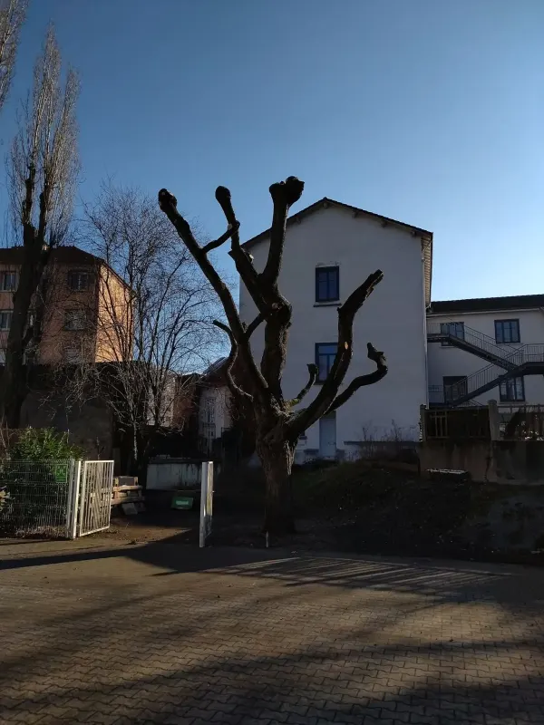 Élagage d’un saule pleureur en mauvais état
