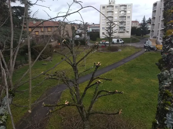 Élagage de 15 arbres et abattage de 5 autres en copropriété