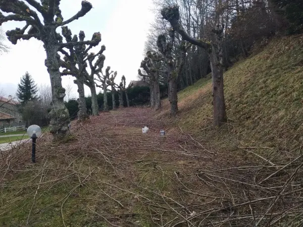 Élagage et broyage d’arbres d’alignement