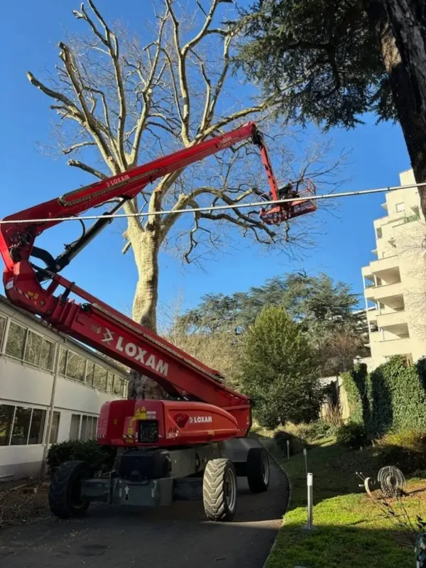 Élagage d’un platane de plus de 30 m à la nacelle