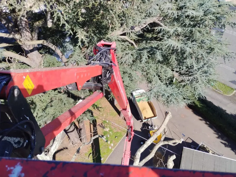 Élagage d’un platane de plus de 30 m à la nacelle — vue 3