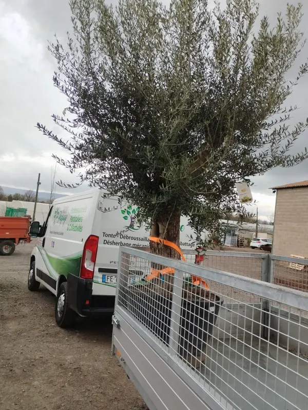 Fourniture et plantation d’un olivier