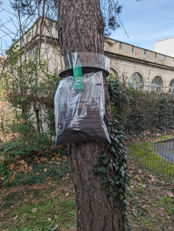 Pose de pièges à chenilles processionnaires