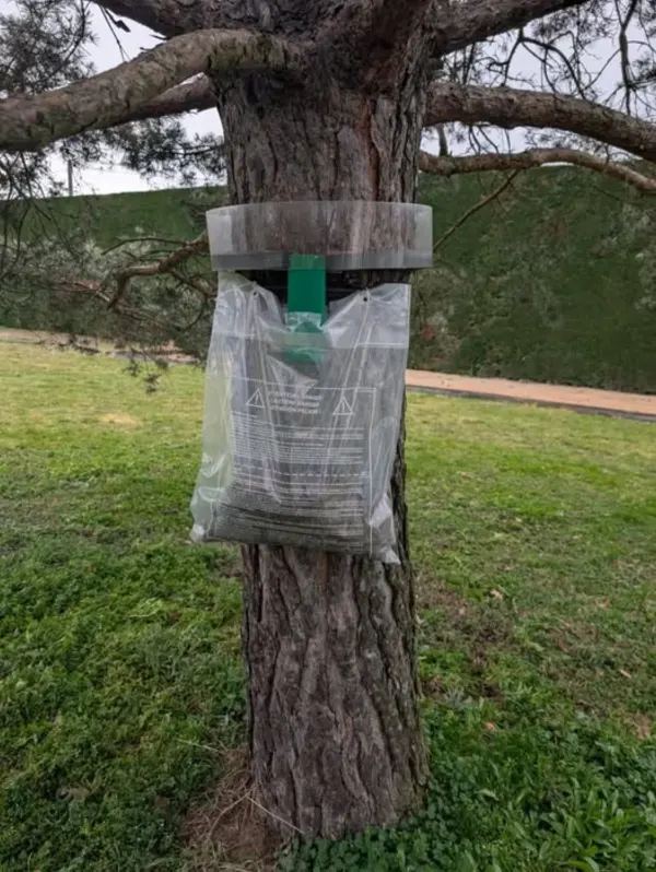 Pose de pièges à chenilles processionnaires du pin