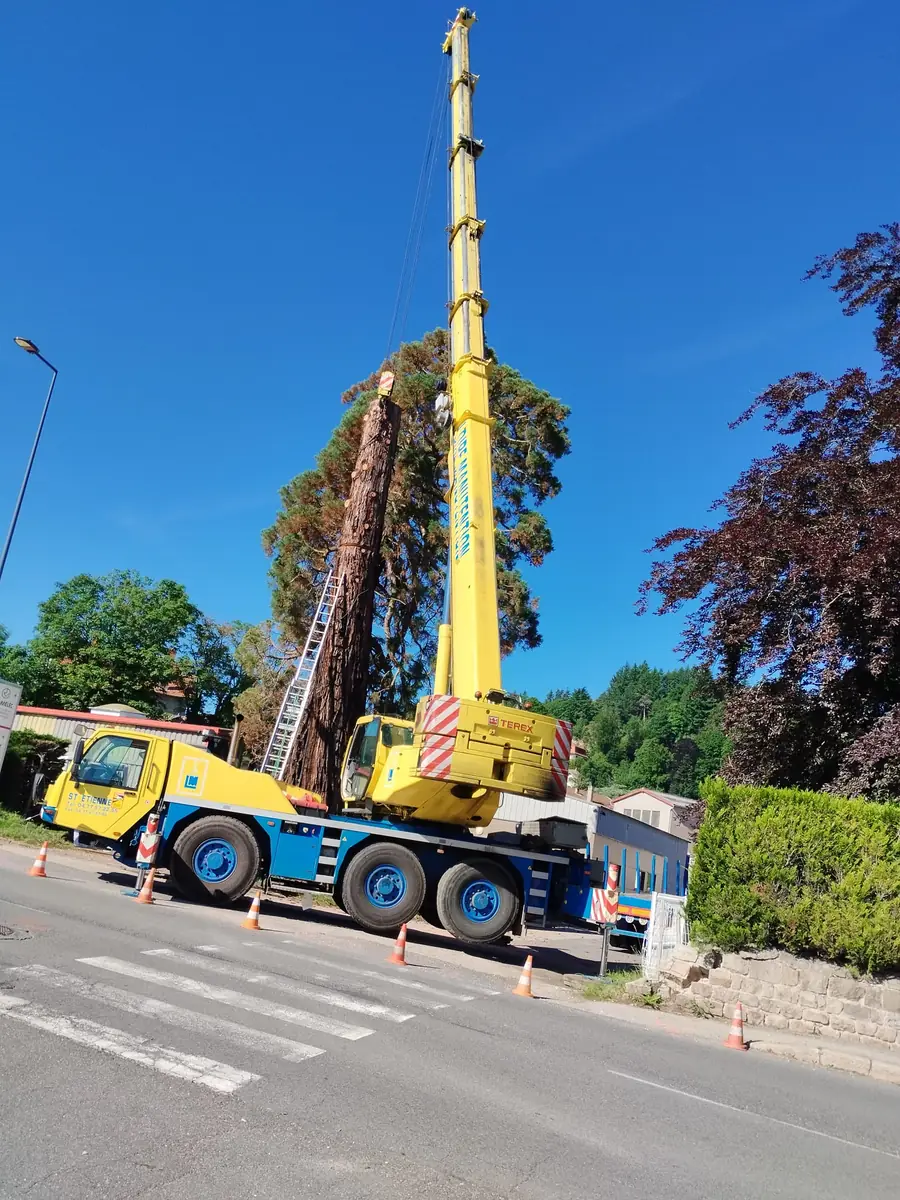 Grue mobile installée sur une route balisée par des cônes pour le démontage d'un grand conifère