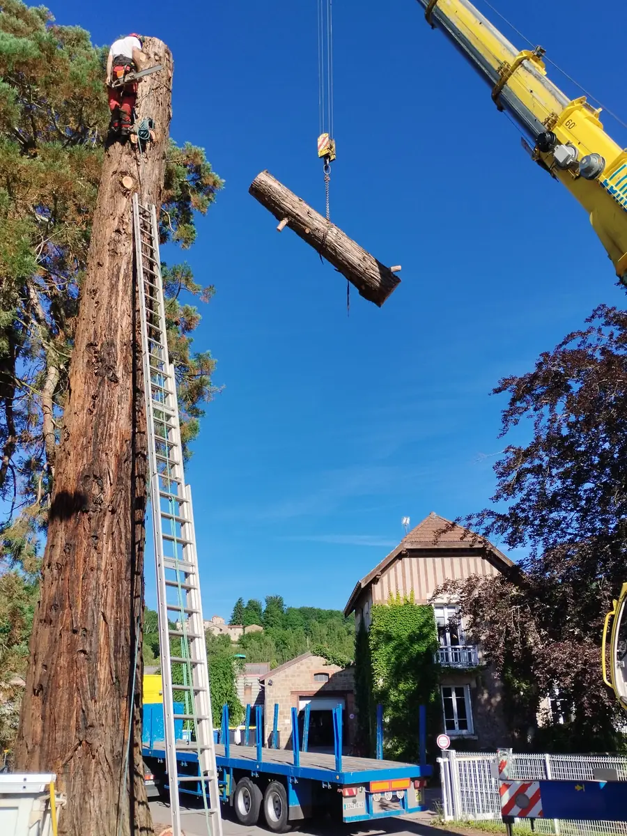 Grimpeur-élagueur à la tronçonneuse en haut d'un séquoia pendant qu'une grue évacue un tronçon de tronc