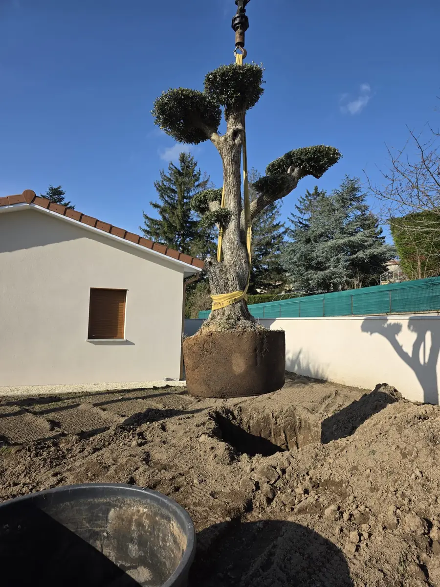 Arbre taillé en nuages suspendu à une grue au-dessus de sa fosse de plantation, motte encore emballée