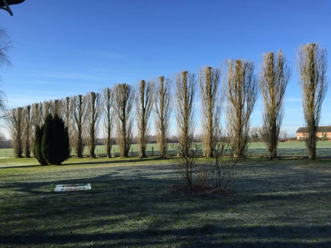 Pelouse entretenue par MDF Paysage