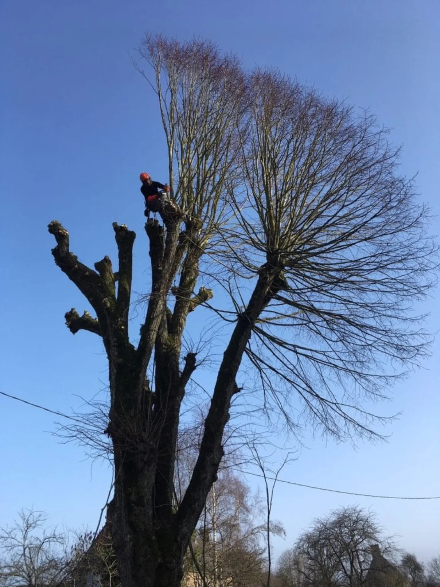 Arbre élagué par les paysagistes de MDF Paysage